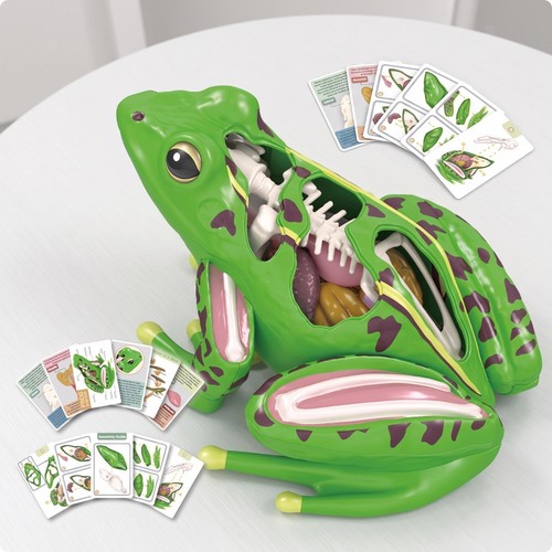 Frosch-Anatomiemodell
