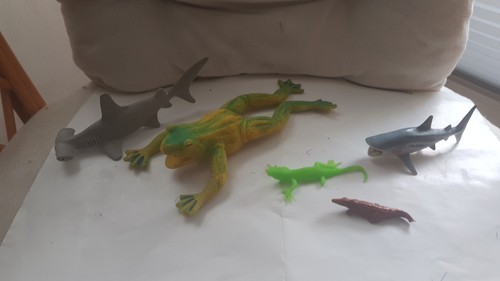 Wildtiere frosch hammerhai - wildtiere, +hammerhai